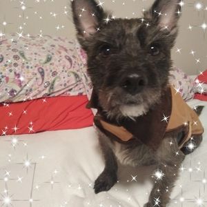 Meet your Posher, Hallie